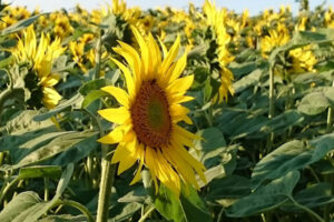 hof-sonneweid-sonnenblume hof-sonneweid-sonnenblume